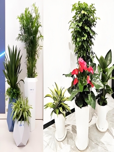 热词揭秘宁波镇海盆景出租设计，打造心仪空间